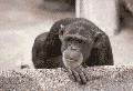 monkey.gif (34779 bytes)