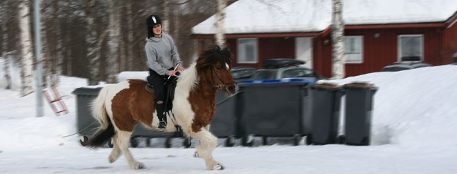 Med hest i gymmen..