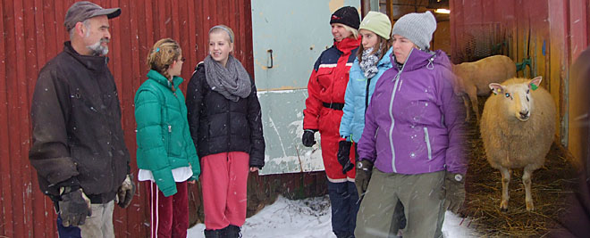 Drengestua på saueslakting